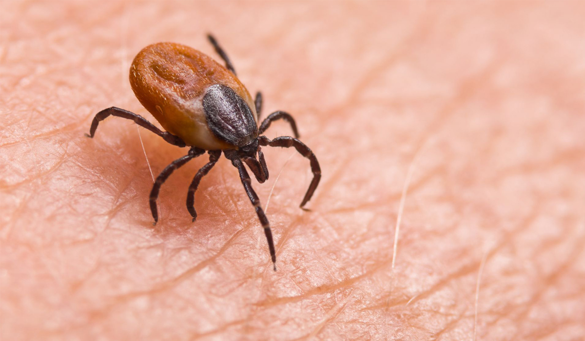 Tick-borne Oz virus